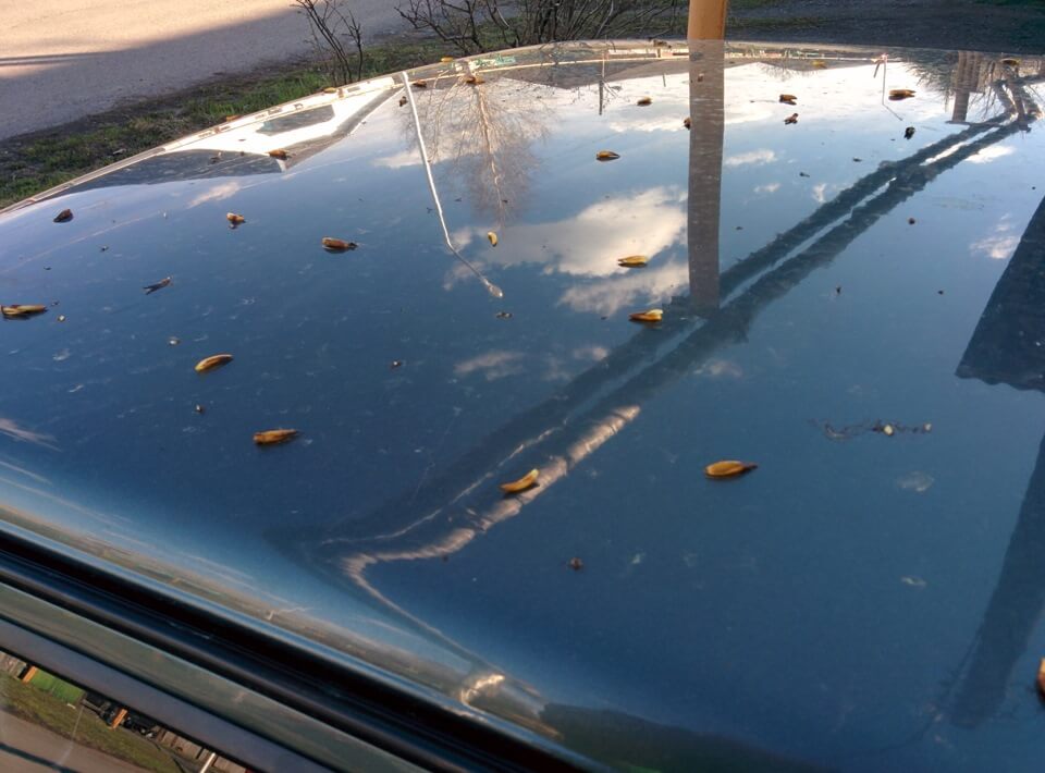 Чем отмыть тополиные почки с машины?